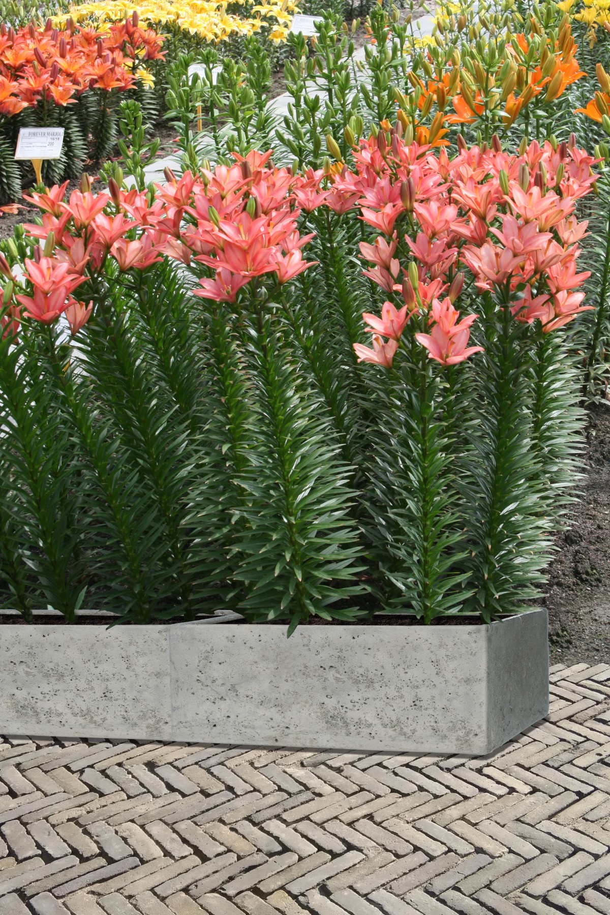 Little Kiss lily bulb